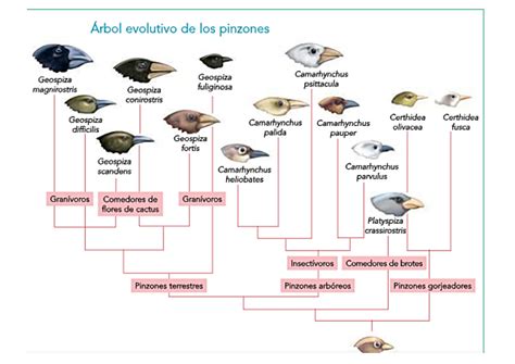 Infografía comparativa de las distintas especies de merluza, destacando sus diferencias geográficas y morfológicas.