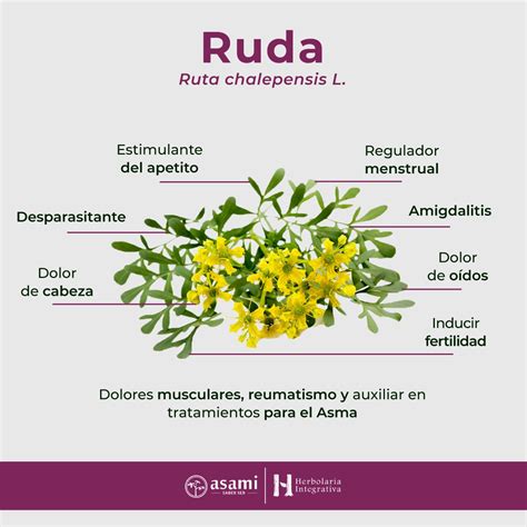 Infografía comparativa sobre los usos mágicos de la ruda, la canela y el ají en rituales de limpieza.