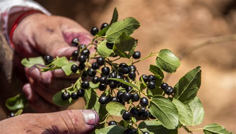 Fotografía de productos derivados del maqui y frutos silvestres en un entorno rural