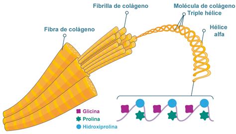 Esquema de la estructura de triple hélice del colágeno desnaturalizándose por calor hasta formar una red de gelatina