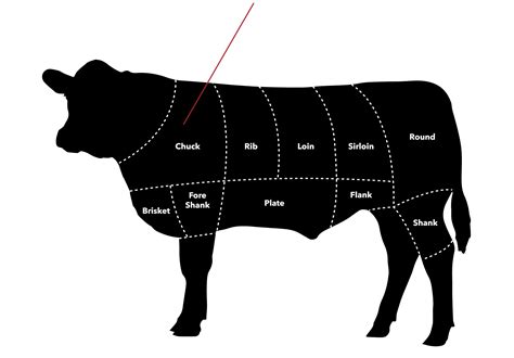 Esquema anatómico que muestra la ubicación del Chuck Roll en la parte delantera del animal.