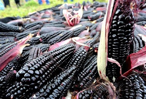 Esquema de los ingredientes principales: maíz morado, especias y frutas frescas utilizadas en la mazamorra