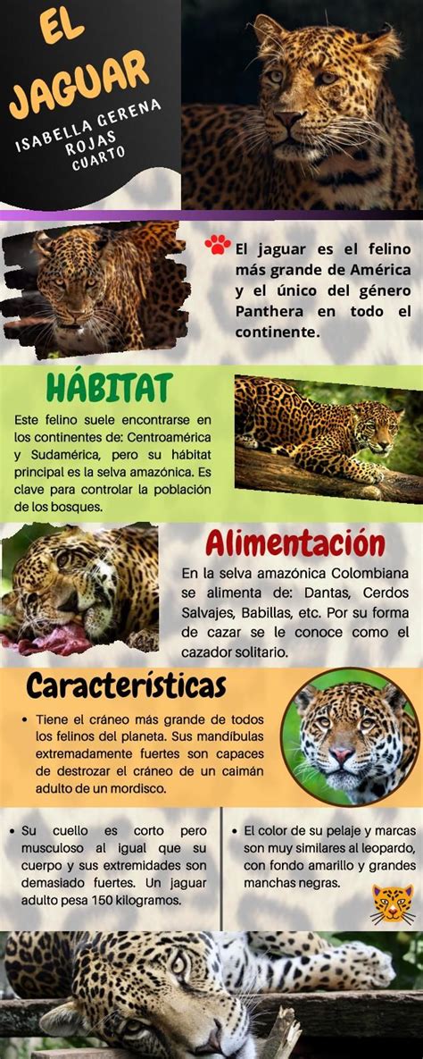 Infografía comparando las características del shortcake japonés y occidental