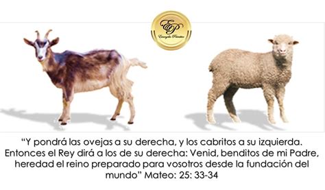 Ilustración comparativa de ovejas y cabras, resaltando las diferencias físicas como la cola y el tipo de pelaje.
