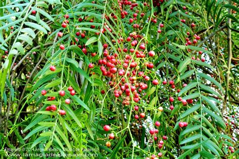 Esquema botánico del árbol de Schinus molle con sus diferentes partes
