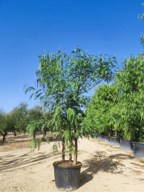 Mapa de distribución global del Schinus molle, resaltando las zonas nativas e invasoras