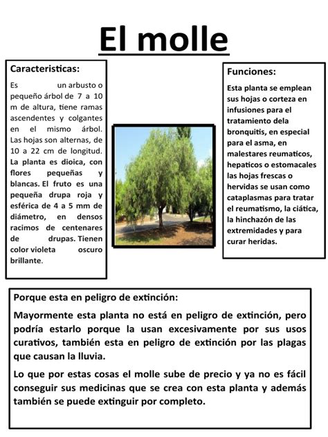 Infografía mostrando los beneficios ecológicos del molle: mejora del suelo, resistencia y adaptación
