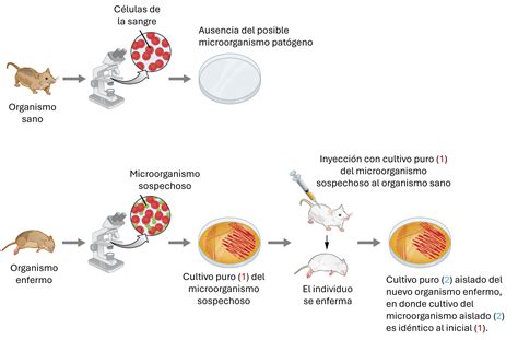 Retrato de Robert Koch y un esquema del proceso de inoculación y cultivo bacteriano.