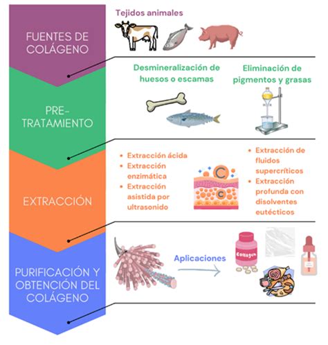 Esquema que muestra la extracción de colágeno mediante la cocción prolongada de tejido conectivo bovino