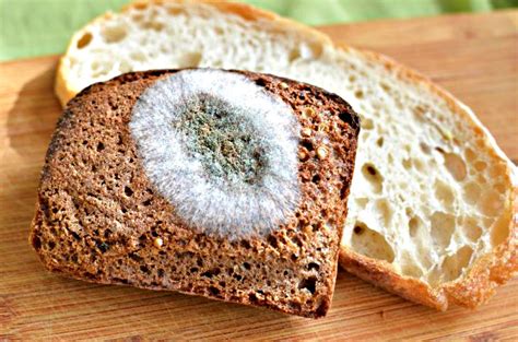 infografía sobre los tipos de mohos comunes en el pan de trigo y sus efectos.