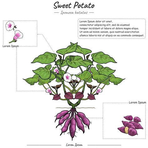 Ilustración botánica del camote (Ipomoea batatas) mostrando la planta y la raíz tuberosa.