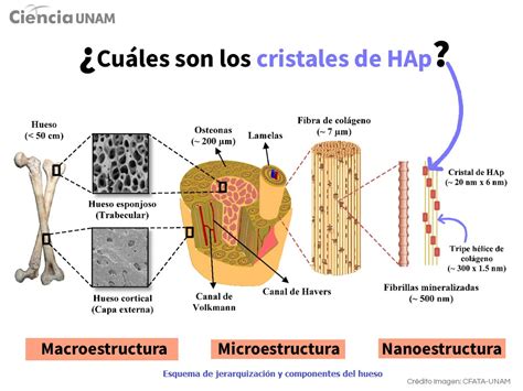 Diagrama que muestra la composición mineral del hueso, destacando la hidroxiapatita