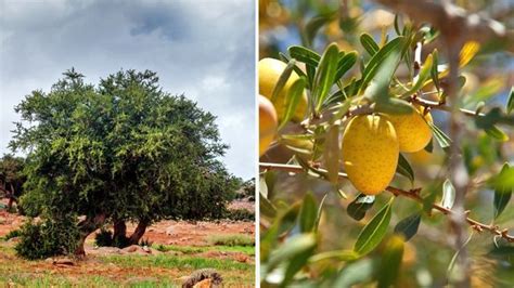 infografía sobre el árbol de argán en el desierto de Marruecos y sus frutos