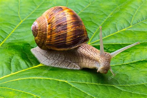 Caracol comiendo una hoja verde en un jardín