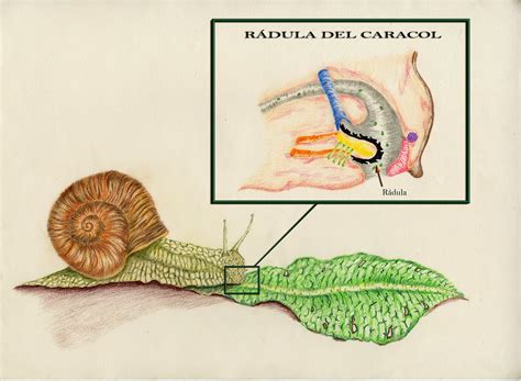 Ilustración detallada de la rádula de un caracol