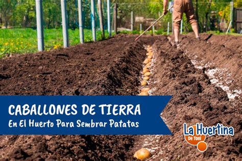 Patatas sembradas en caballones, mostrando la acumulación de tierra alrededor de las plantas.