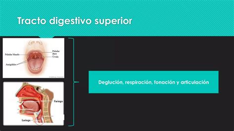 Ilustración esquemática del tracto digestivo superior, destacando la boca, garganta y esófago.