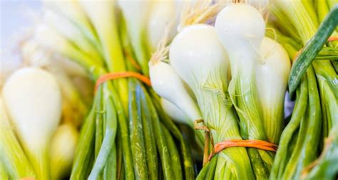 esquema comparativo entre cebolla verde y cebolla tierna, mostrando sus diferencias morfológicas