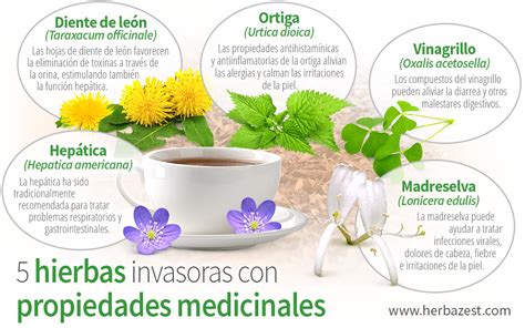 Infografía que muestra diferentes tipos de hierbas medicinales como manzanilla, menta y jengibre al lado de una taza de té humeante
