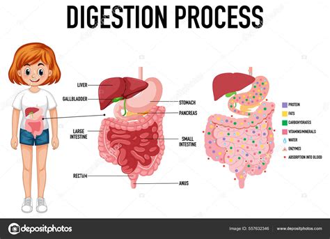 Diagrama explicando la composición y el proceso de digestión del aceite MCT.