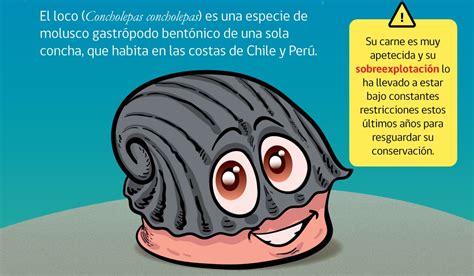 Ilustración de un molusco loco con su concha característica