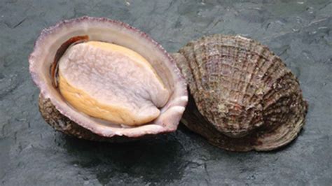 Esquema de la anatomía del molusco loco, destacando la concha, el pie y los órganos internos