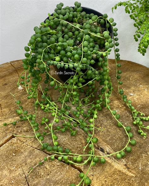 Ilustración detallada de un Senecio con sus hojas esféricas y tallos colgantes.