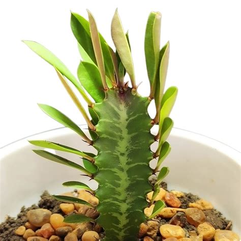 Euphorbia trigona mostrando su estructura columnar y hojas espatuladas.