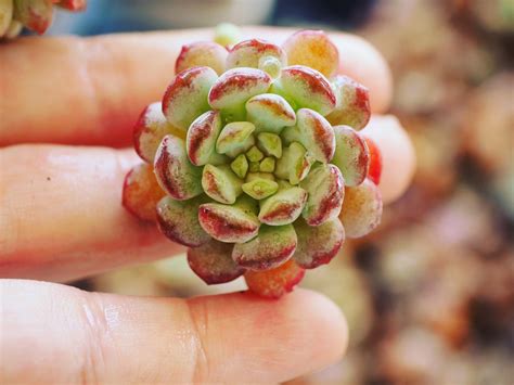 Echeveria 'Cute Beans' en primer plano, resaltando la forma de sus hojas.