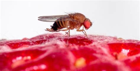 Infografía mostrando el daño causado por Drosophila suzukii en frutos rojos