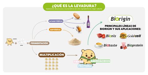 Infografía mostrando las diversas aplicaciones de la levadura en la industria alimentaria, farmacéutica y de biocarburantes.