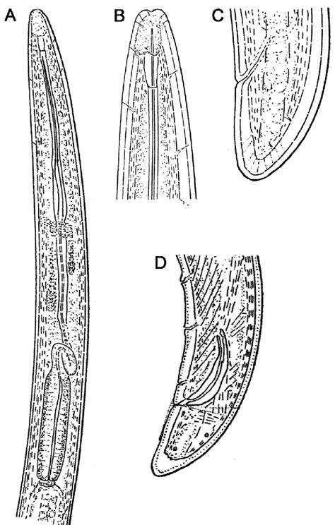 Diagrama de vectores nematodos (*Longidorus*, *Xiphinema*) y su papel en la transmisión viral