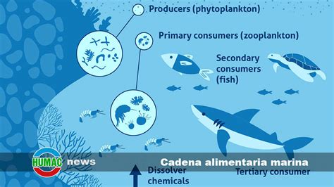 Esquema de la cadena alimentaria marina y la acumulación de biotoxinas en peces y mariscos