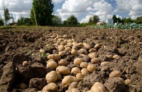 Esquema de la patata electrónica (Tuber Log) en acción durante la cosecha de patatas.