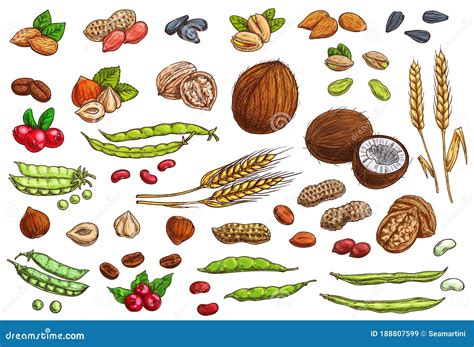 Ilustración de diversos ingredientes para hamburguesas vegetales: legumbres, cereales, verduras, frutos secos y especias.