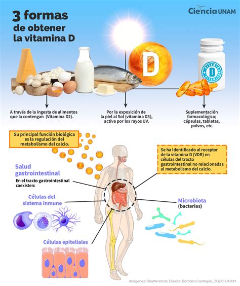 Infografía sobre la deficiencia de vitamina D y su impacto en la osificación del cartílago de crecimiento en los niños.