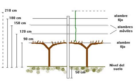 Diagrama de una espaldera para manzanos con indicaciones de altura de postes, alambres y sistema de riego por goteo.