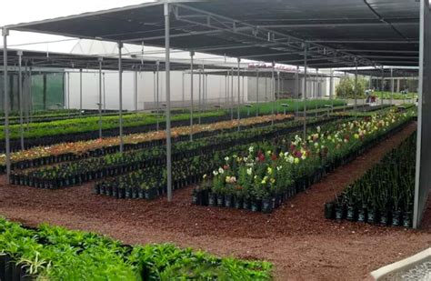 Imagen de un vivero minorista bien organizado, con plantas dispuestas de forma atractiva y señalización clara.