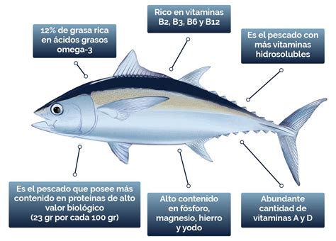Infografía sobre las propiedades del atún y su perfil nutricional (Omega-3 y vitaminas)