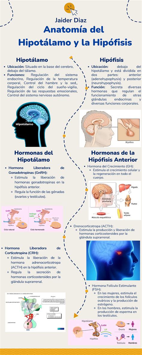 Infografía sobre el eje hipotálamo-hipófisis-gonadal y cómo la terapia de reemplazo hormonal influye en el desarrollo del tejido peneano.