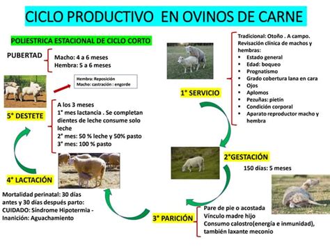 Esquema del ciclo de producción de carne y el consumo de agua