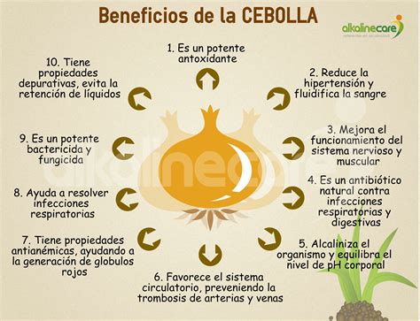 infografía sobre los beneficios nutricionales de la cebolla y sus principales variedades