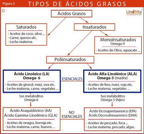 Esquema comparativo de la composición de ácidos grasos entre aceite de girasol estándar y aceite de girasol alto oleico.