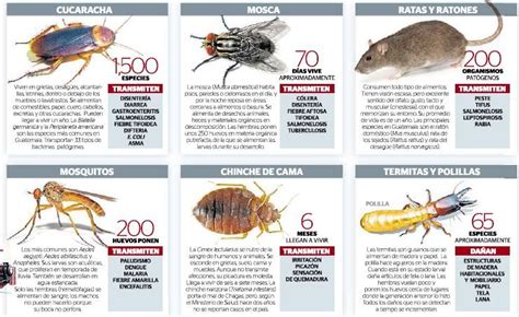 Infografía sobre las principales plagas que afectan a la frambuesa en la zona centro sur de Chile