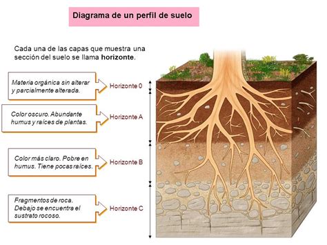 Ilustración de perfil de suelo ideal para acelga, mostrando profundidad y materia orgánica