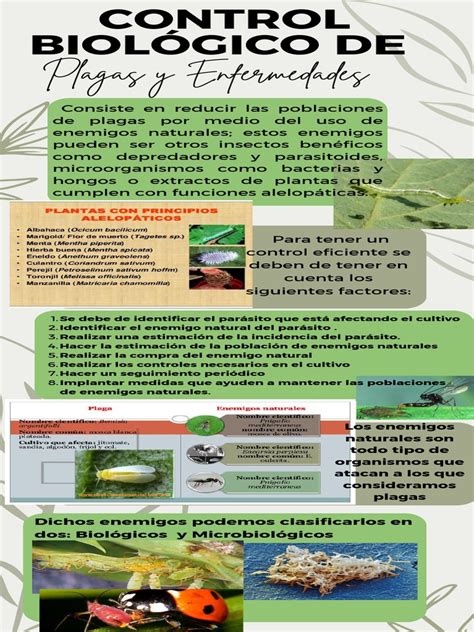 Infografía sobre identificación y control biológico de plagas de la acelga