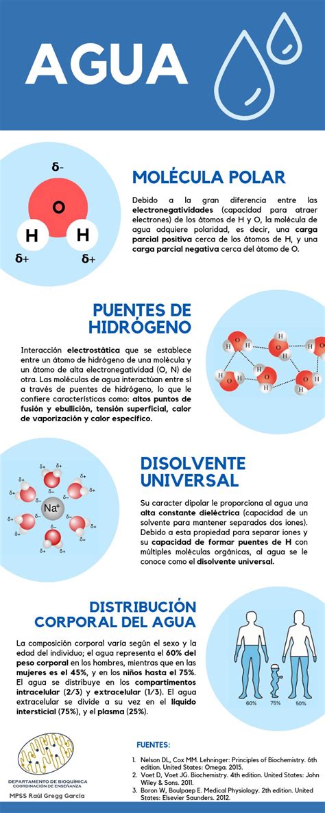 Infografía detallando la composición química del agua de arroz y sus nutrientes clave como aminoácidos, vitaminas y minerales.