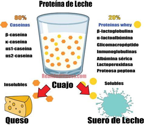 Ilustración esquemática de la estructura de la proteína de la leche de vaca y sus alérgenos principales.