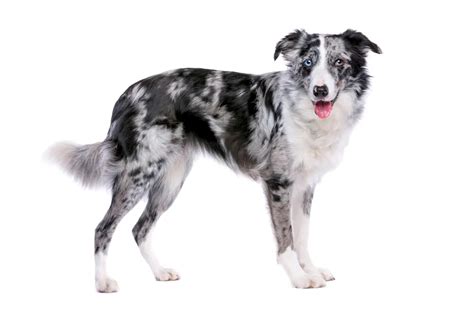 Esquema técnico que muestra el sistema de doble capa y la ubicación de los 4 quemadores de alta potencia.