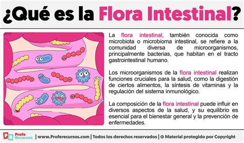Ilustración de la flora intestinal y su conexión con el sistema inmune.